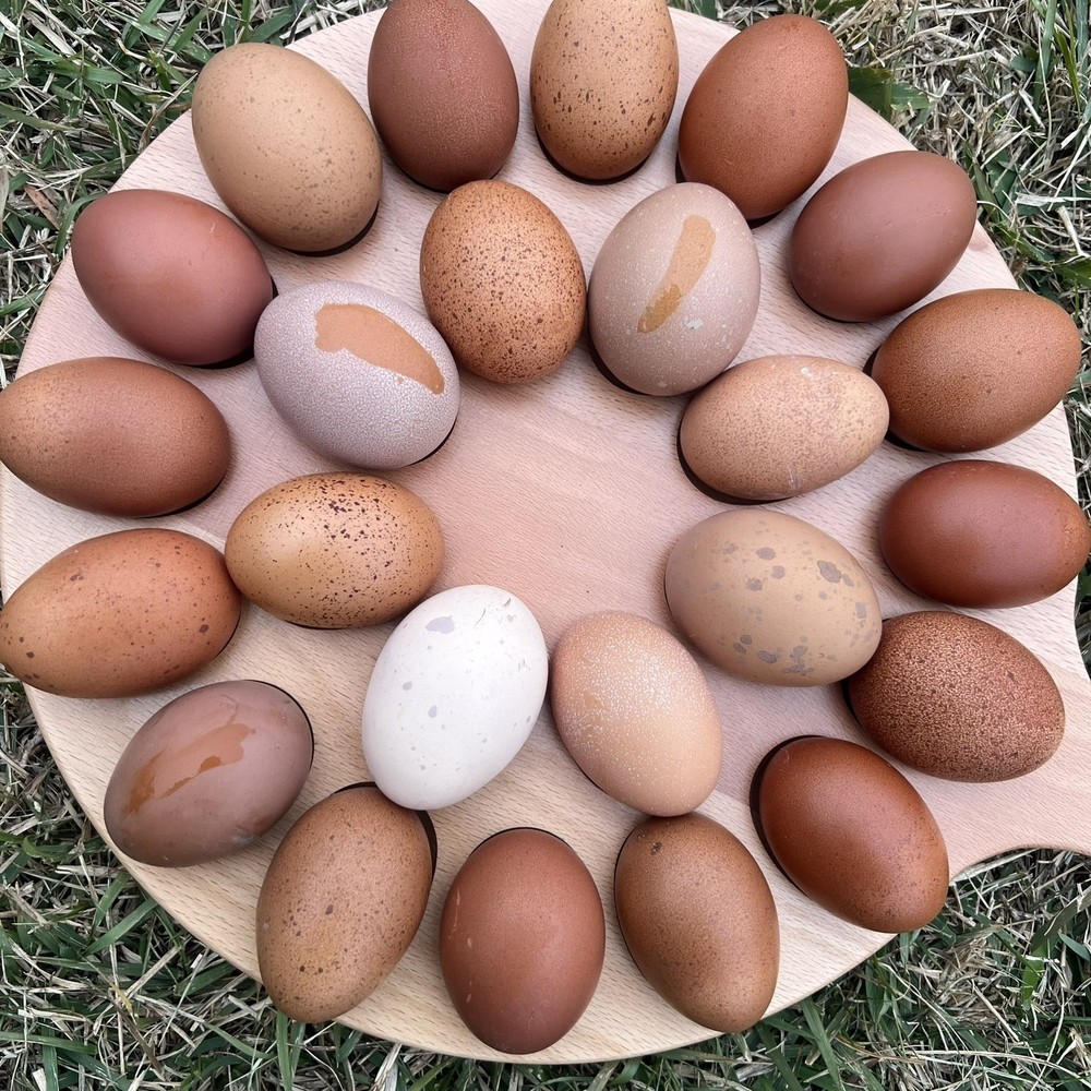 🐣🤍6 Black Copper Marans(BCM)hatching eggs NOT hatchery sourced🤍🐣