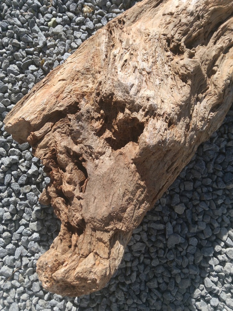 large petrified wood log