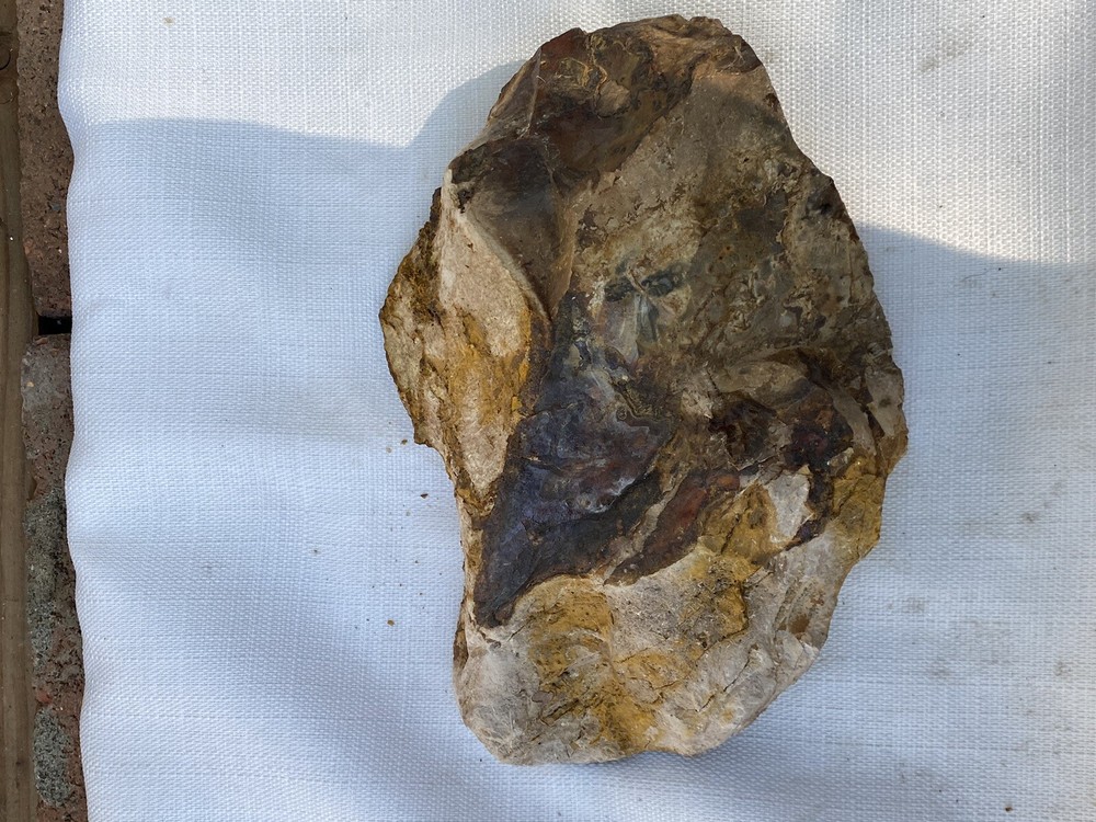 Fossilized And Opalized Fossils