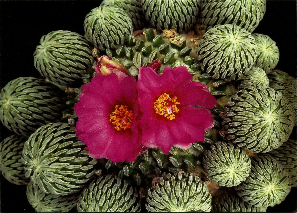 CACTUS, PELECYPHORA ASELLIFORMIS, NOTE CARD
