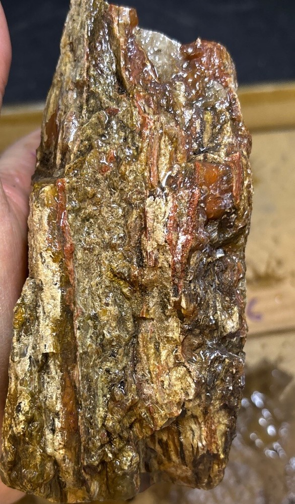 petrified wood Full Round