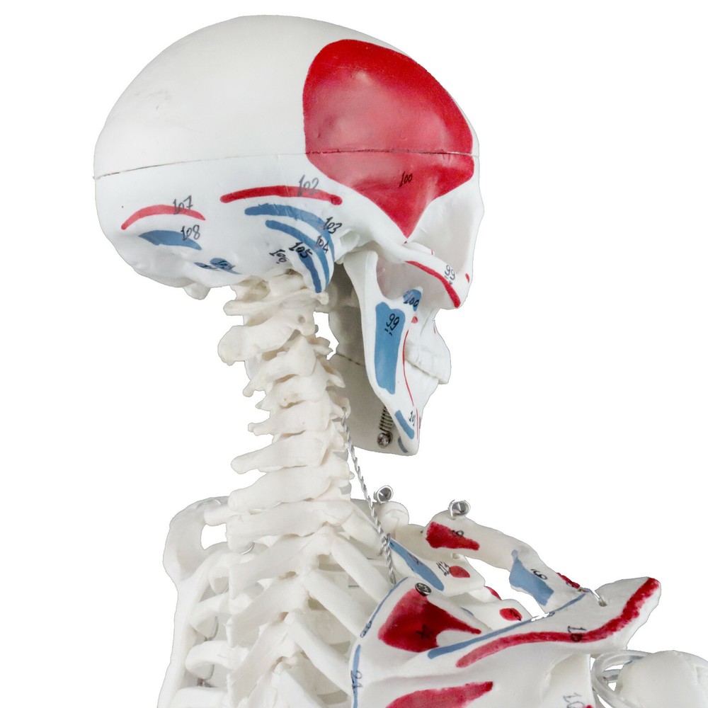 Vision Scientific Half Size Human Skeleton- 33” (84cm) with Muscles