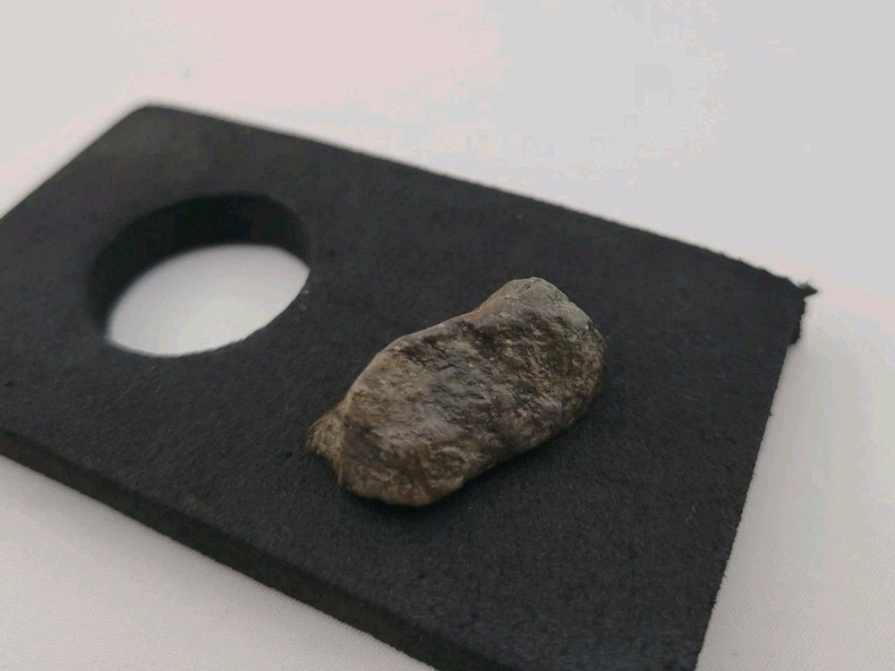 Fossil Dinosaur Permineralized Tooth T-rex 🦖
