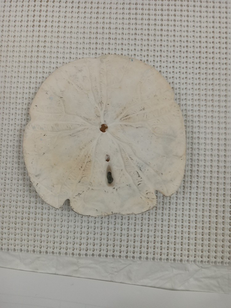 Large Painted Sanddollar