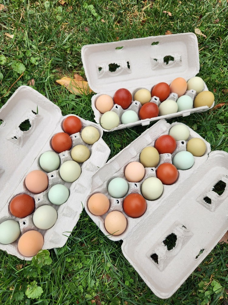Easter Egger DOZEN HATCHING EGGS Pink, Blue, Green, Olive, Moss, Chocolate Etc