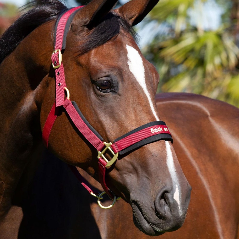 BACK ON TRACK Werano Red Halter (206405)
