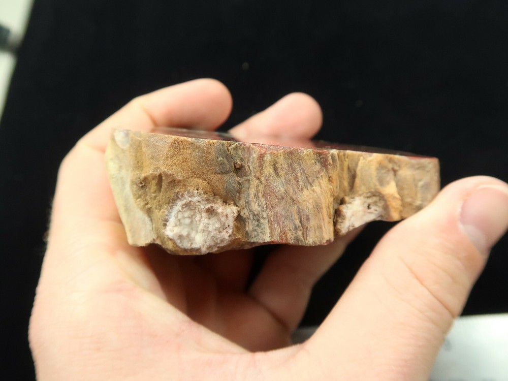 Petrified Wood Round Circle Cliffs Utah Polished