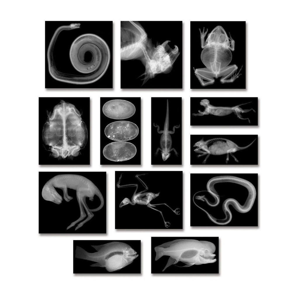 Roylco Animal X-Rays