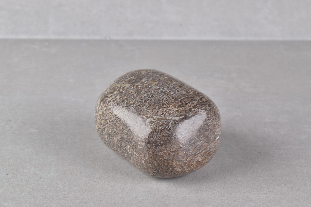 Fossilized Dinosaur Bone Polished from Morocco 4.2 cm # 19755