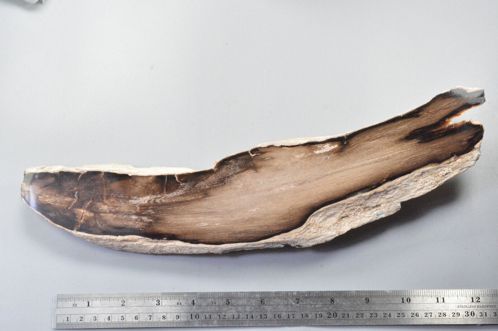 Petrified Wood, Rip Cut, Mcdermitt, Oregon