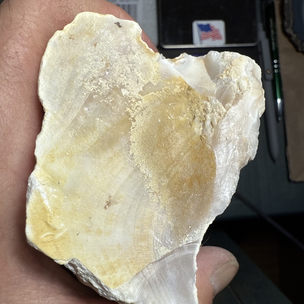Washington Opalized Petrified Wood Limb Section