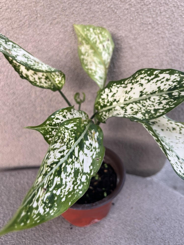 Aglonema Snow White