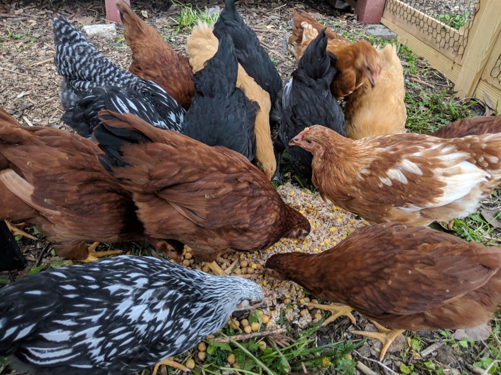 Herbal wormer & wellness blend