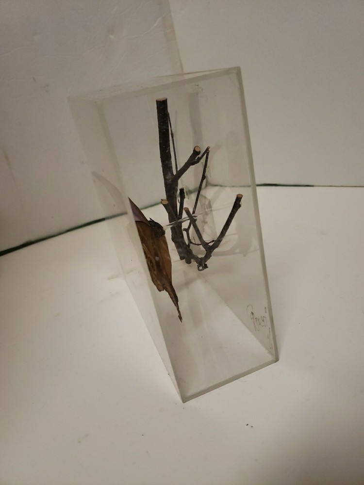 Blue Morpho Butterfly Acrylic Display Signed 1997