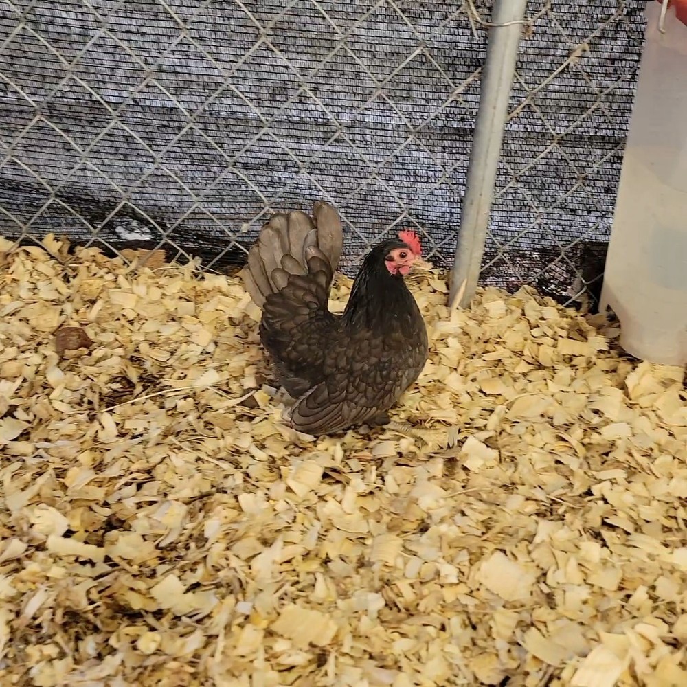 24+ Serama Bantam Hatching Eggs 4-H