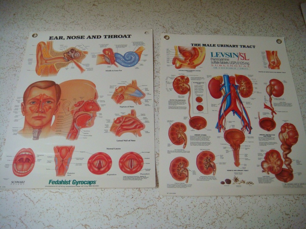 Laminated anatomical charts / posters