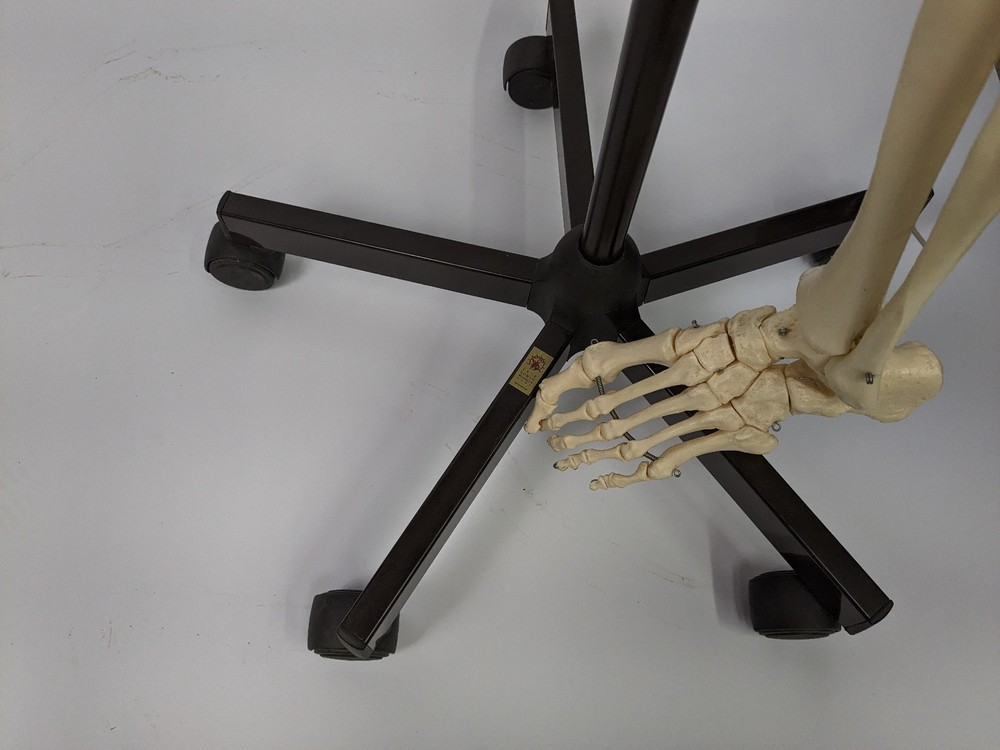 Somso Human Skeleton Anatomical Model with Rolling Stand Base