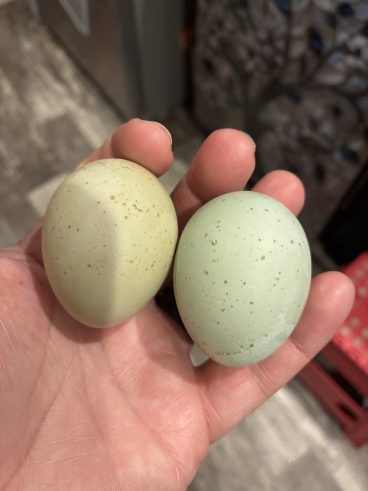 10 Silverrudd blue hatching eggs, Npip/AI clean