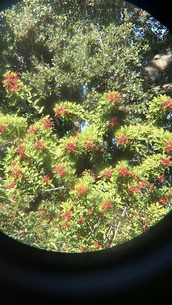 MINOX BD 8 x 32 BR Binocular Black