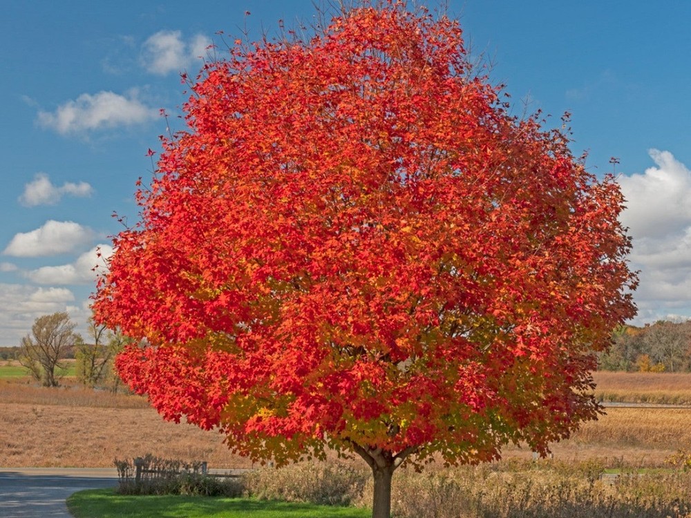 1 Red Maple Tree 12-24" Acer rubrum Bare Root