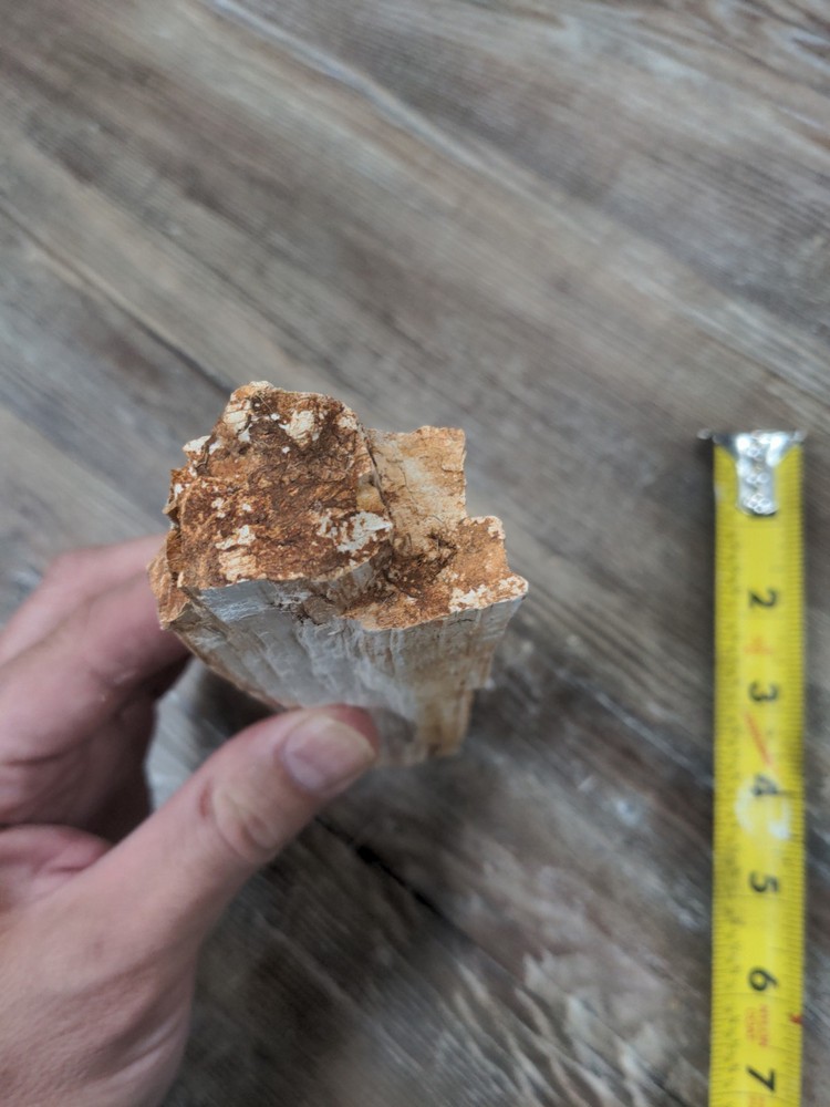 Petrified Wood North Texas