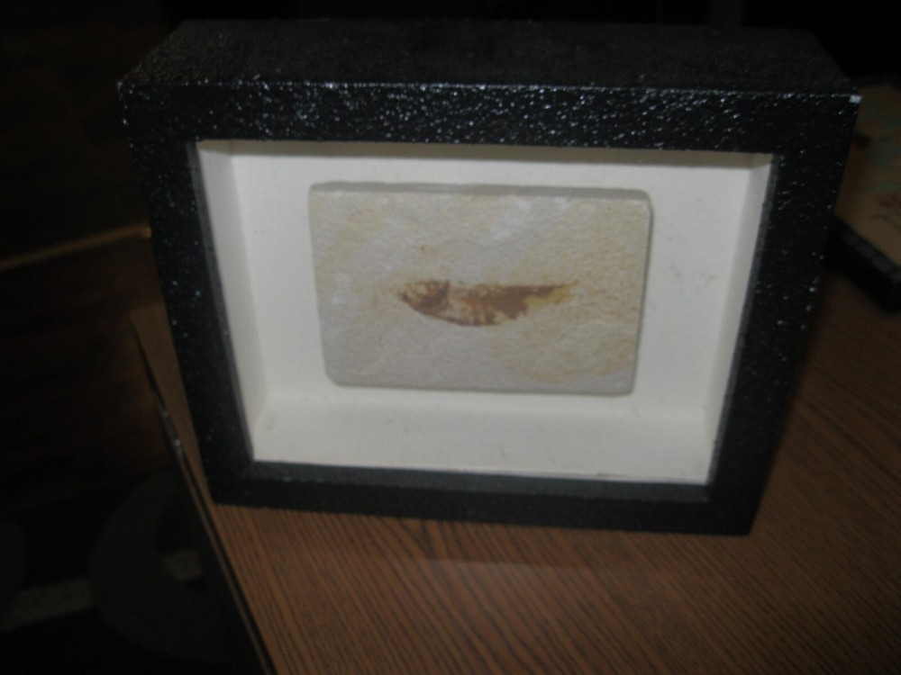 Framed Fossilized Fish Specimen