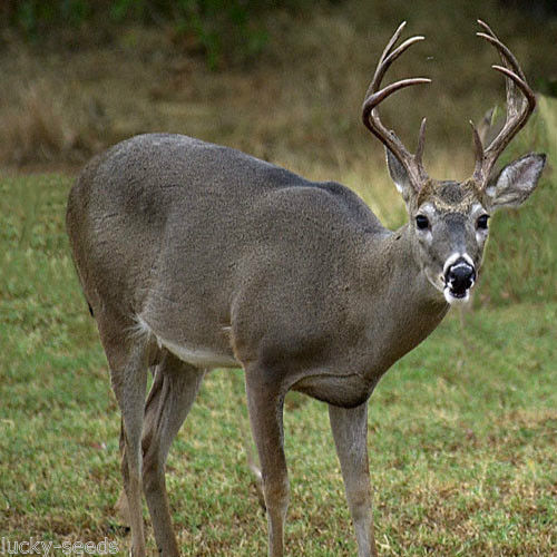 Pennington Rackmaster Fall Deer Food Plot Seed - 50 Lbs.