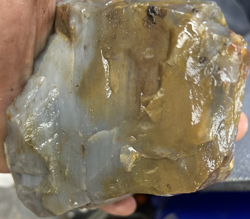 Silver Creek Junction petrified wood