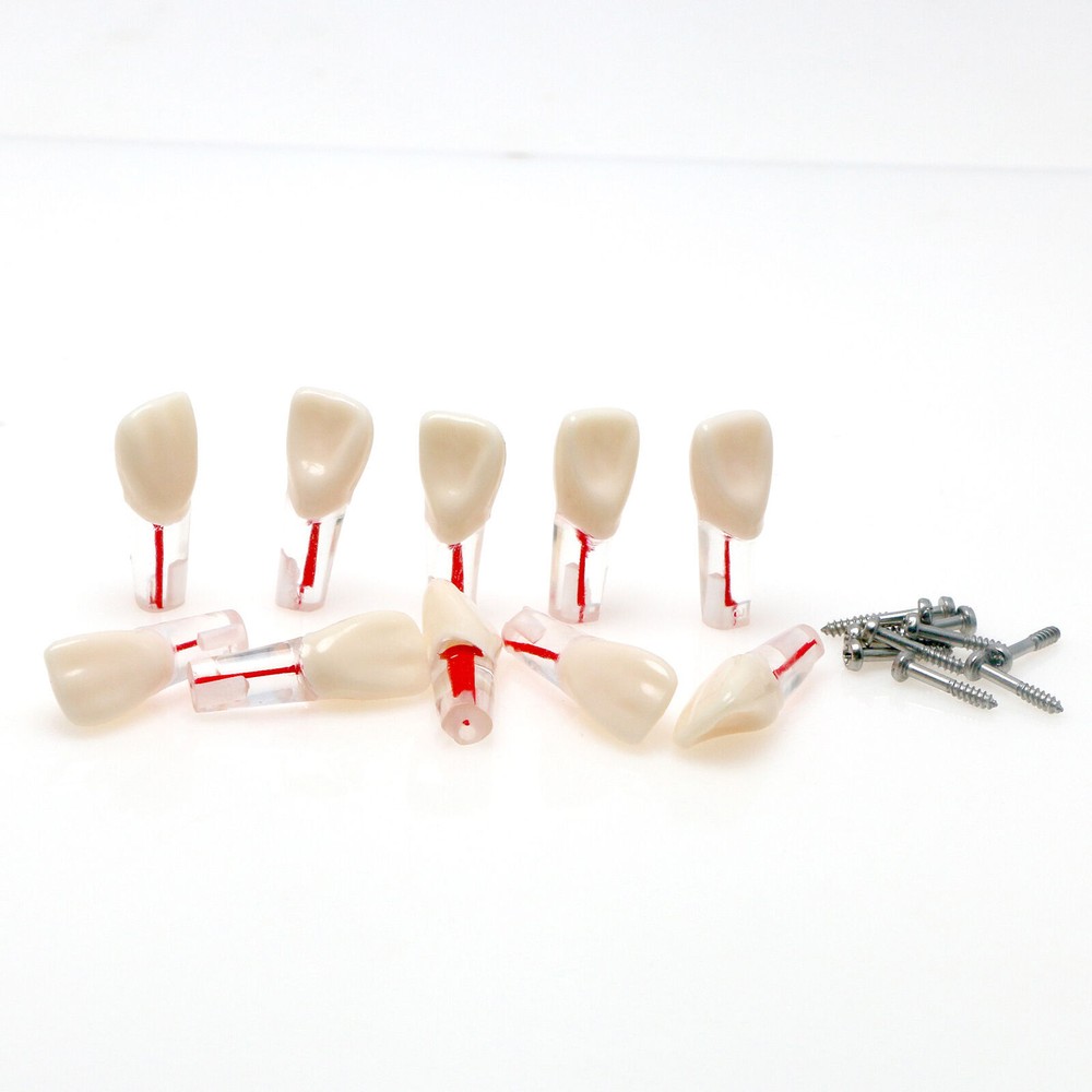 Dental Endo Root Canal Teeth Models Study RCT Practice Typodont Model #8006
