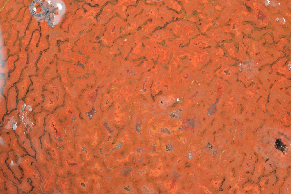 Orange Agatized Dinosaur Bone, New Mexico, 70 grams