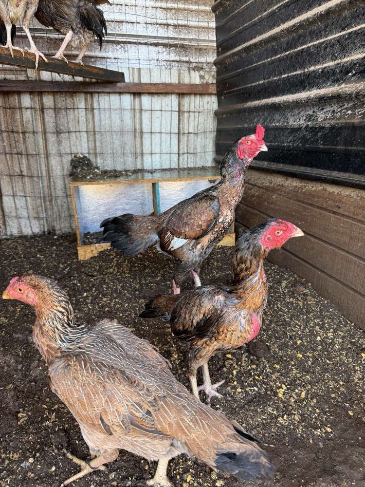 4Asil Pakistani Chicken Hatching eggs
