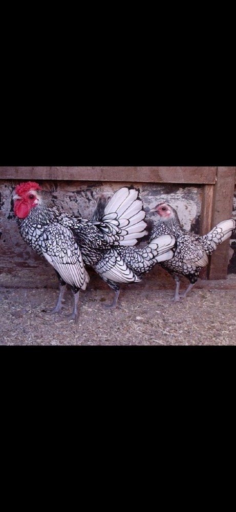 6 Silver Seabright Hatching Eggs!