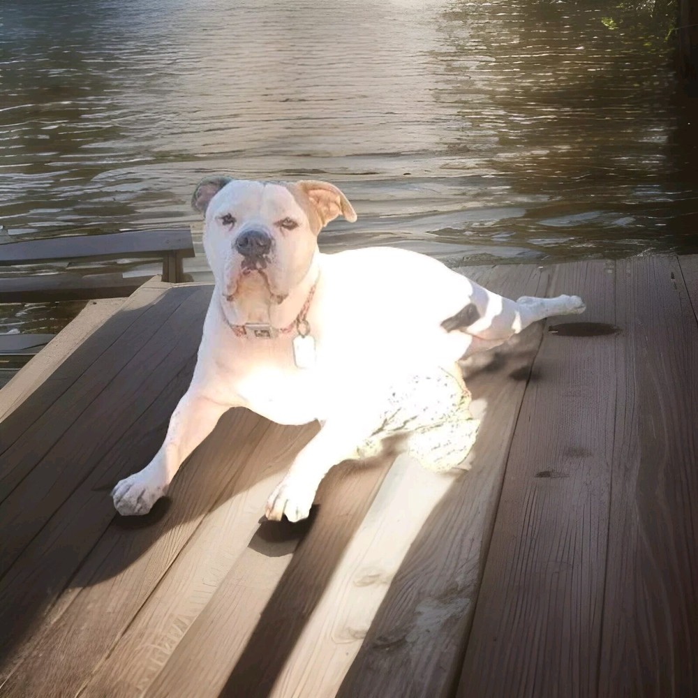 (2VD835) Google Fi Code. Please Use This For New Subscriber $60 Dollar Credit!