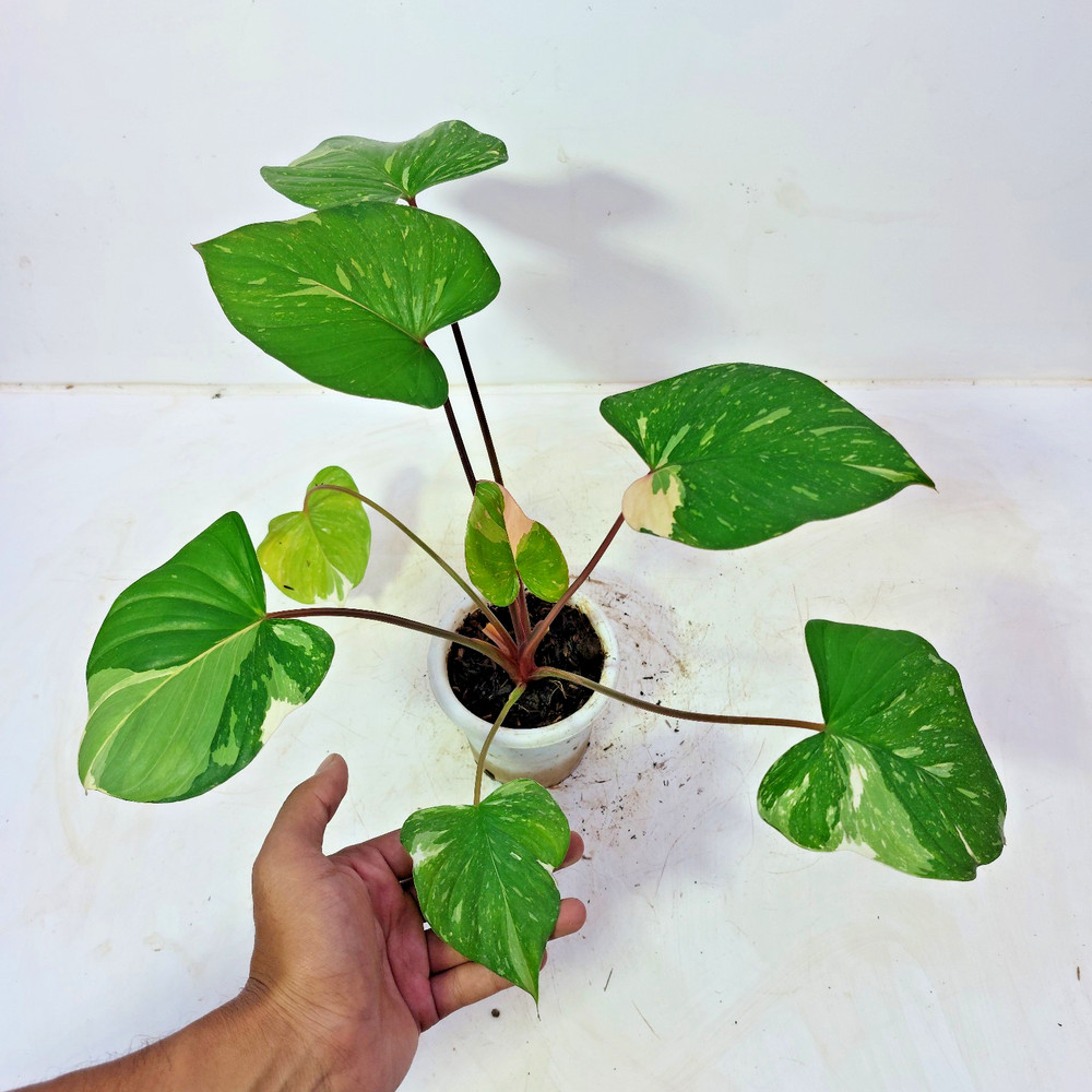 Homalomena Thai Constellation Variegated Free Phyto