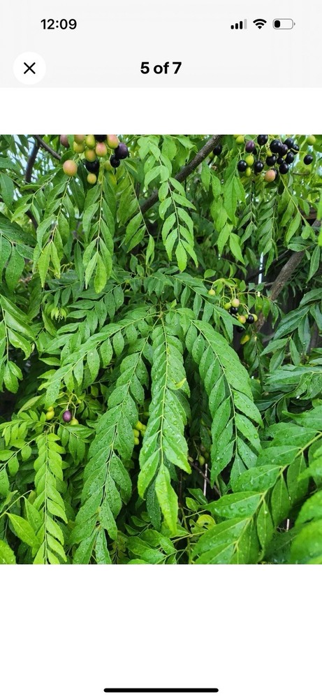 20 + Seeds Kari Patta ORGANIC