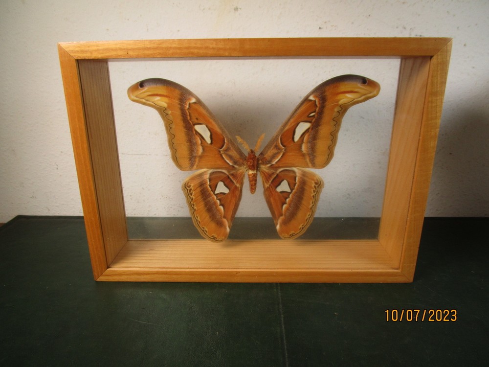 Attacus Atlas Moth Thailand