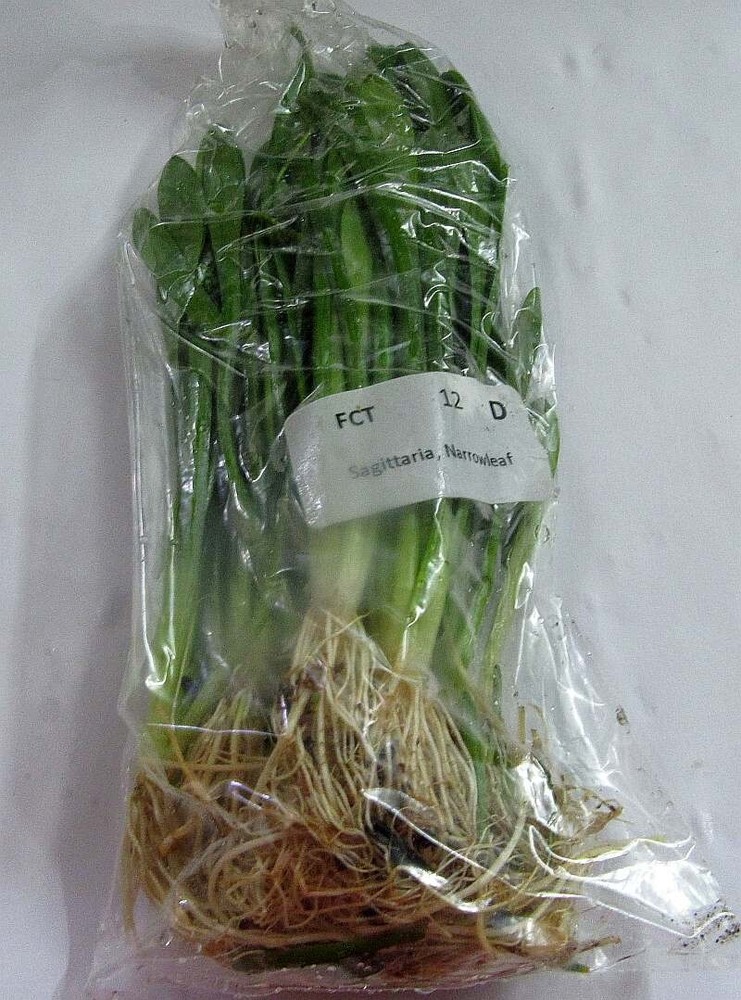 30 narrow leaf sagittaria plants