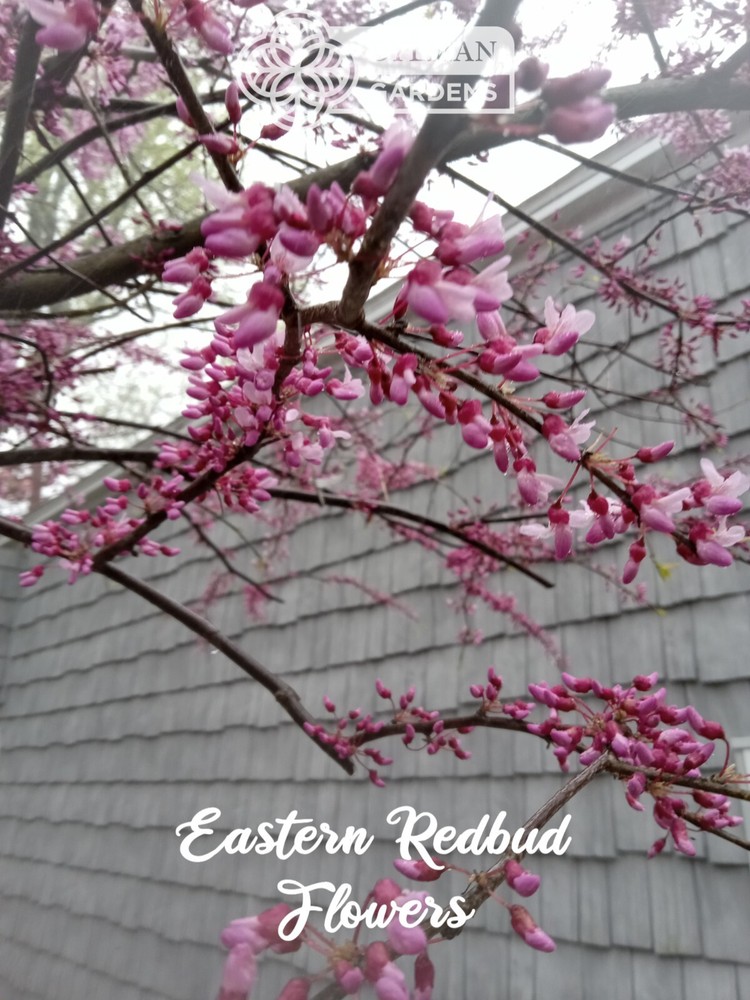 Eastern Redbud Tree (Cercis canadensis) - Pink Spring Blooms - Multiple Sizes