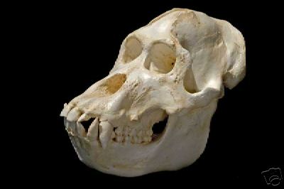 SUMATRAN ORANGUTAN SKULL REPLICA