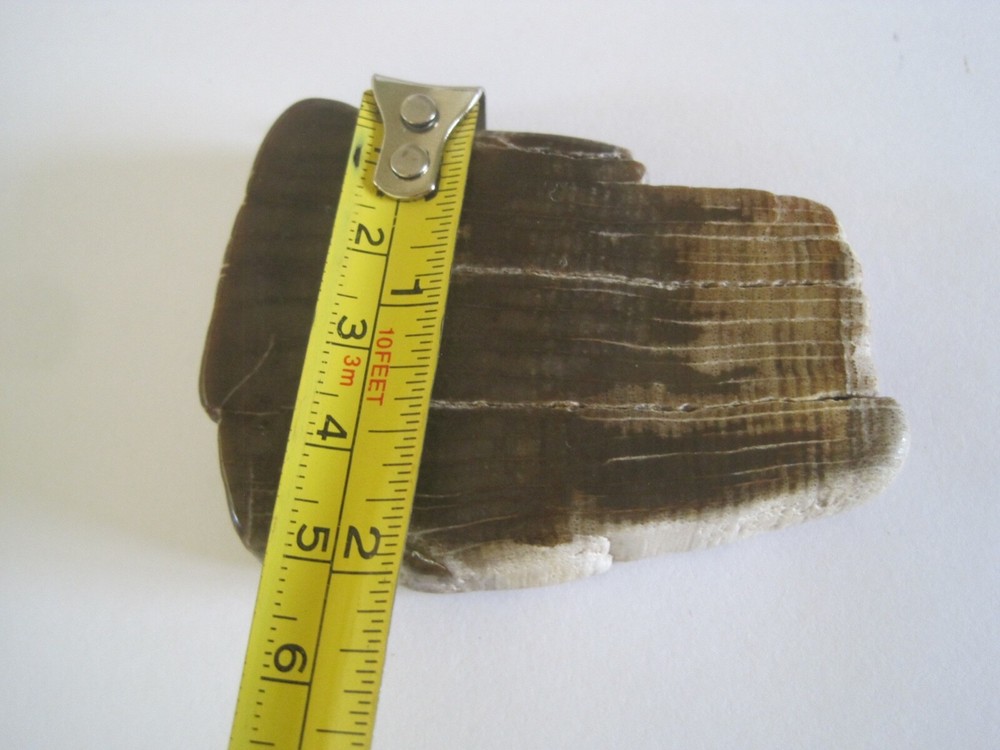 Petrified Wood Poslished 2.5"