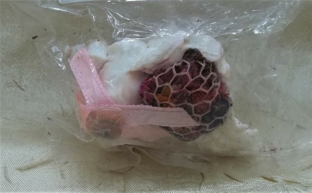 Sea Shell From Royal Pacific Resort Universal Orlando Florida