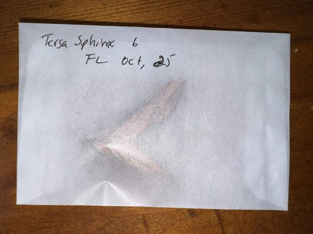 TERSA SPHINX MOTH 6 - Xylophanes tersa