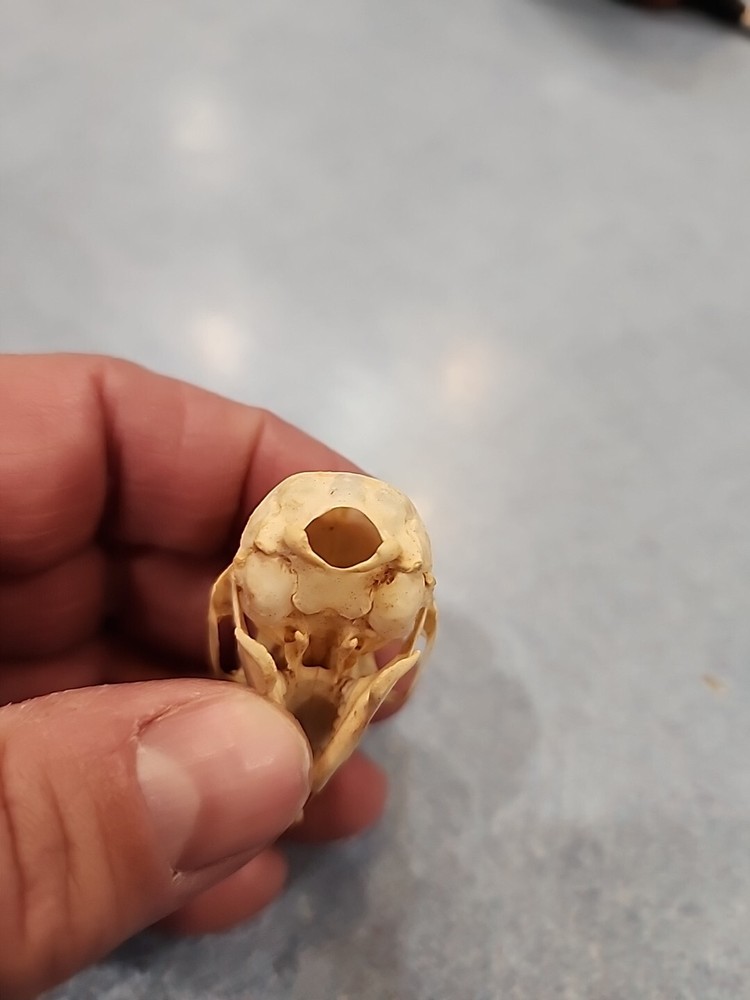 NK100 Javan Squirrel Skull Taxidermy