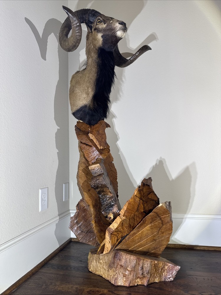 Ram Mount & leg Taxidermy