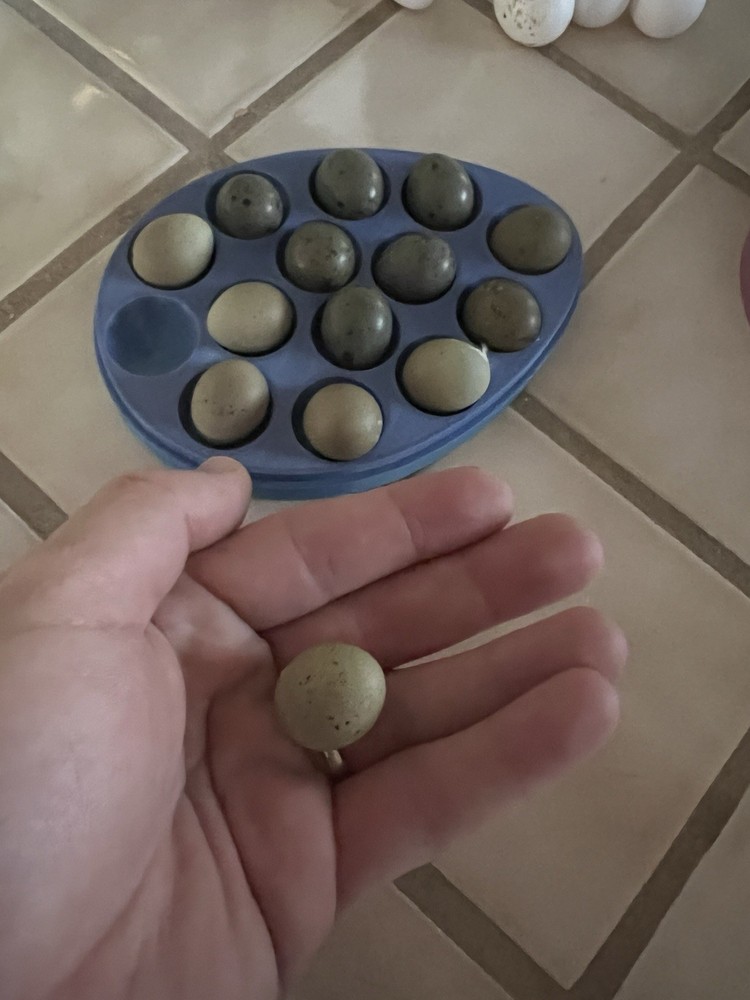 Button Quail Hatching Eggs 16 Eggs