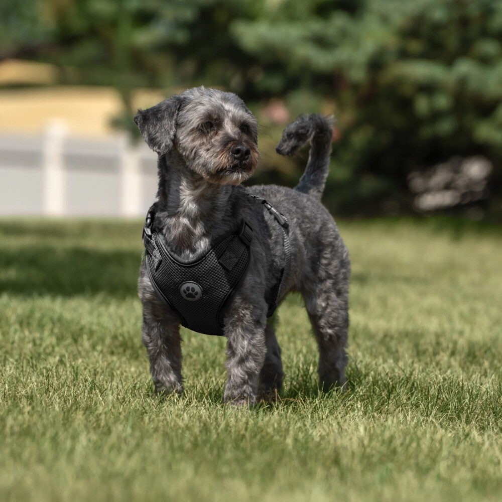 Vibrant Life Mesh Adjustable, Reflective Dog Walking Harness, Black, Large
