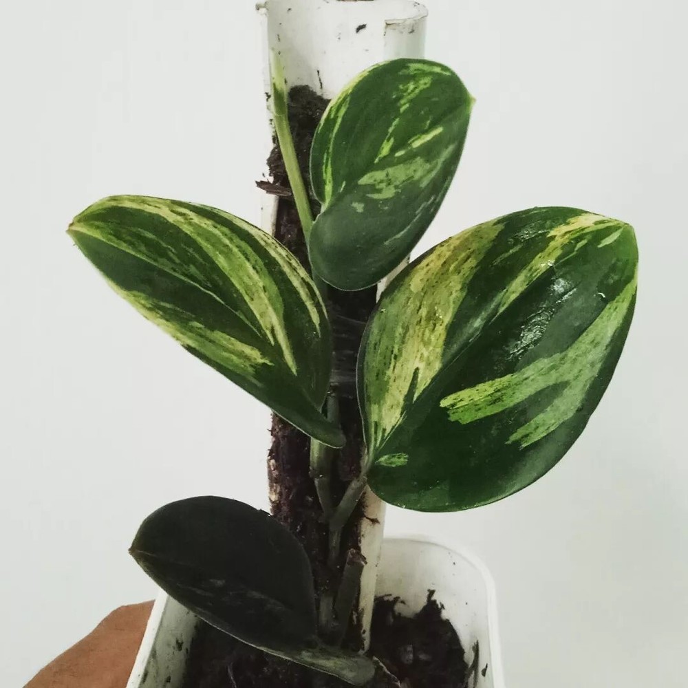 Scindapsus Treubii Dark Form variegated with Phytosanitary Cert