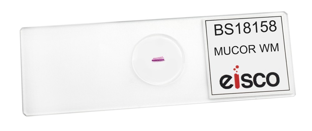 25PK Mucor, Prepared Microscope Slides, 75x25mm - Eisco Labs