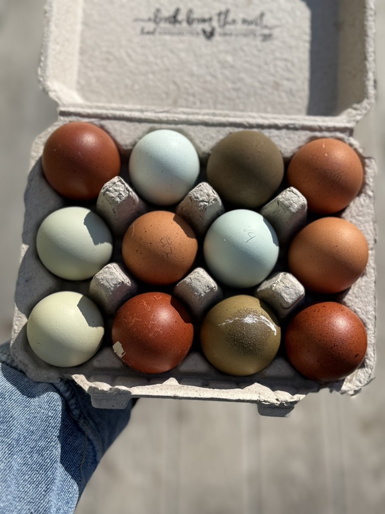 12 BBS Copper Marans And Multi Gen Olive Egger Hatching Eggs