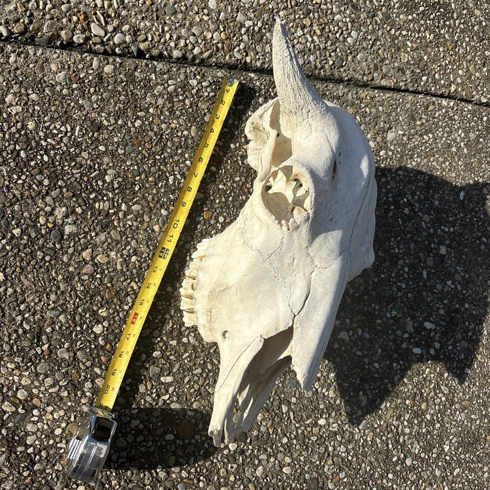 Authentic female Buffalo Skull